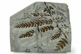 Carboniferous Fossil Fern (Lescurofiteris) - France #383548-1